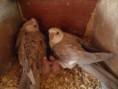 /album/nossas-aves/pqaaaivs6bqh6h6ygzqisw8p-coe-g7fr98f89voe5heur52arg-s2i-pzdrzxqpjqdqtnuklkgaps7qhitt9zantcuam1t1udslpf6vmc3kbu5llgluv3i5vfg9-jpg/