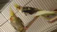 /album/nossas-aves/pqaaajypdywt1mqdbjzjms1rgl75vd8umywqjel0tvrhbvqdeg8a9avf7pl9u1wonjthqpjfuu4chj91kxsl5leo9noam1t1udibshqzejtm5mzdac4egiel-jwu-jpg/