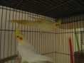 /album/nossas-aves/pqaaalusnzxvnzq4tzzuxyqttujkc8hu2uct-kle8yz11yltqt6bco5-8-u56js-rt-ejgloyqtlomdnulqlyjaaag0am1t1ukiimbr5owqzq91fa-p72ztbxudd-jpg/