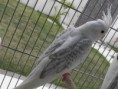 /album/nossas-aves/pa090169-jpg/