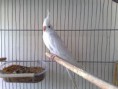 /album/nossas-aves/pqaaacz-lu8dtnpryiia8zckgrx-mnqieaho5afpcxezx7wwl0oik-knpvkgirehuzx46uhgts7w8-d6kia1i5istgkam1t1ulq3rjig43sx0q-ak0m-t-8stt5a-jpg/